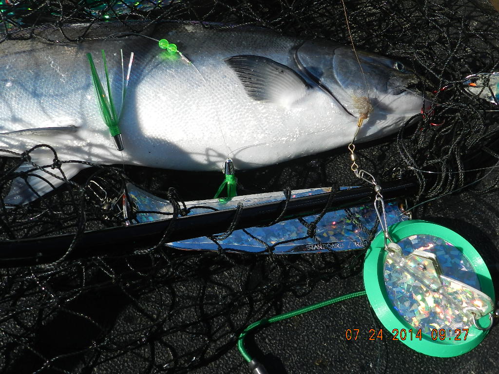 7,24,14_Diver_Ring_Salmon.jpg